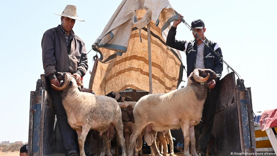 "سمفونية خروف العيد!".. علاقة شباب المغرب بطقوس متوارثة