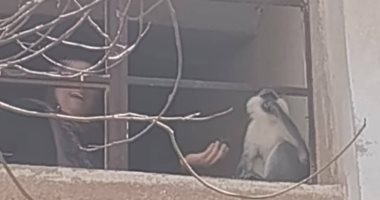 تفاصيل البحث عن القرد الهارب من حديقة خاصة بمدينة السادات بمحافظة المنوفية