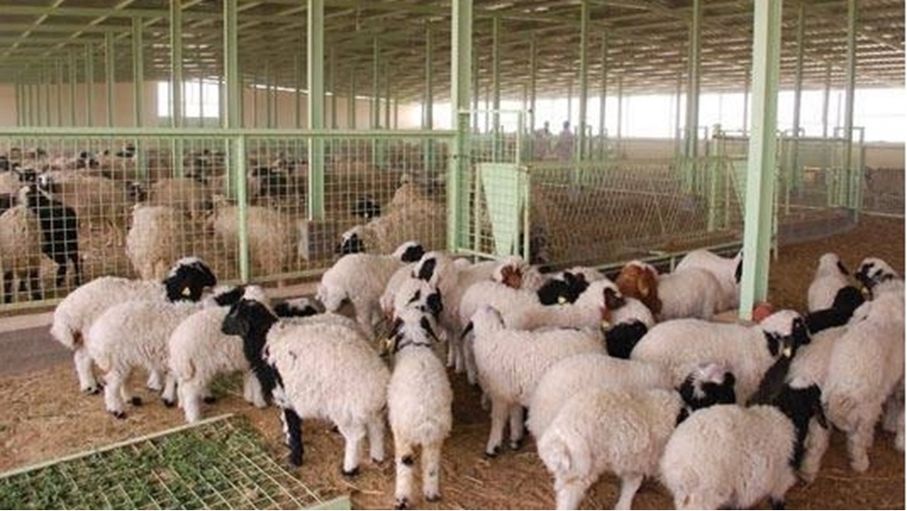 ترقب لنتائج التعداد الدقيق للثروة الحيوانية