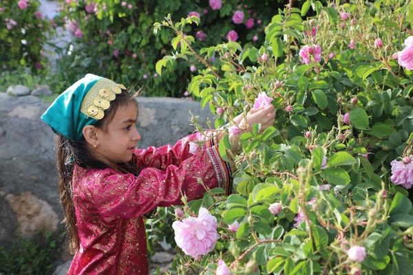 120 مزارعاً يستفيدون من مشروع تطوير صناعات الورد