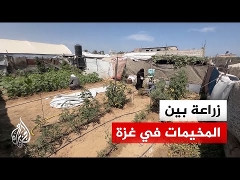 نازحون في غزة يستغلون مساحات المخيمات لزراعة الخضراوات ومواجهة أزمة الغذاء
