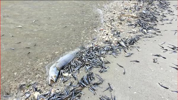 ظاهرة مرعبة.. نفوق جماعي للأسماك على ضفاف بحيرة النوبة