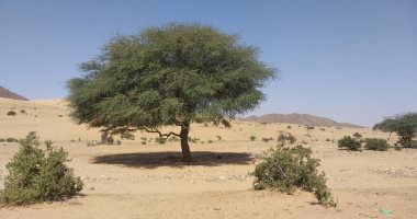 السنط.. شجرة تحكى تاريخ الصحراء الشرقية وتمنح الرعاة الظل والأمان