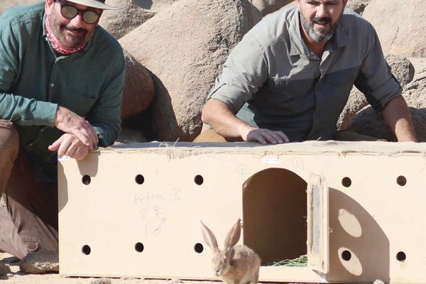 محمية الأمير محمد بن سلمان الملكية تعيد توطين الأرنب العربي