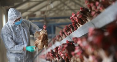 إنفلونزا الطيور H5N1.. اعرف الأعراض والوقاية وما يجب عليك فعله