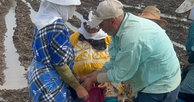 يدخل فى العديد من الصناعات.. بدء زراعة فول الصويا بالدقهلية (صور)
