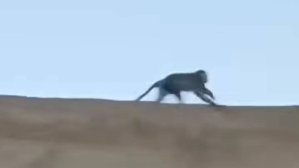 تفاصيل ظهور 4 قرود بمقابر العامود.. ورسالة لمواطني الإسكندرية:لا تخافوا