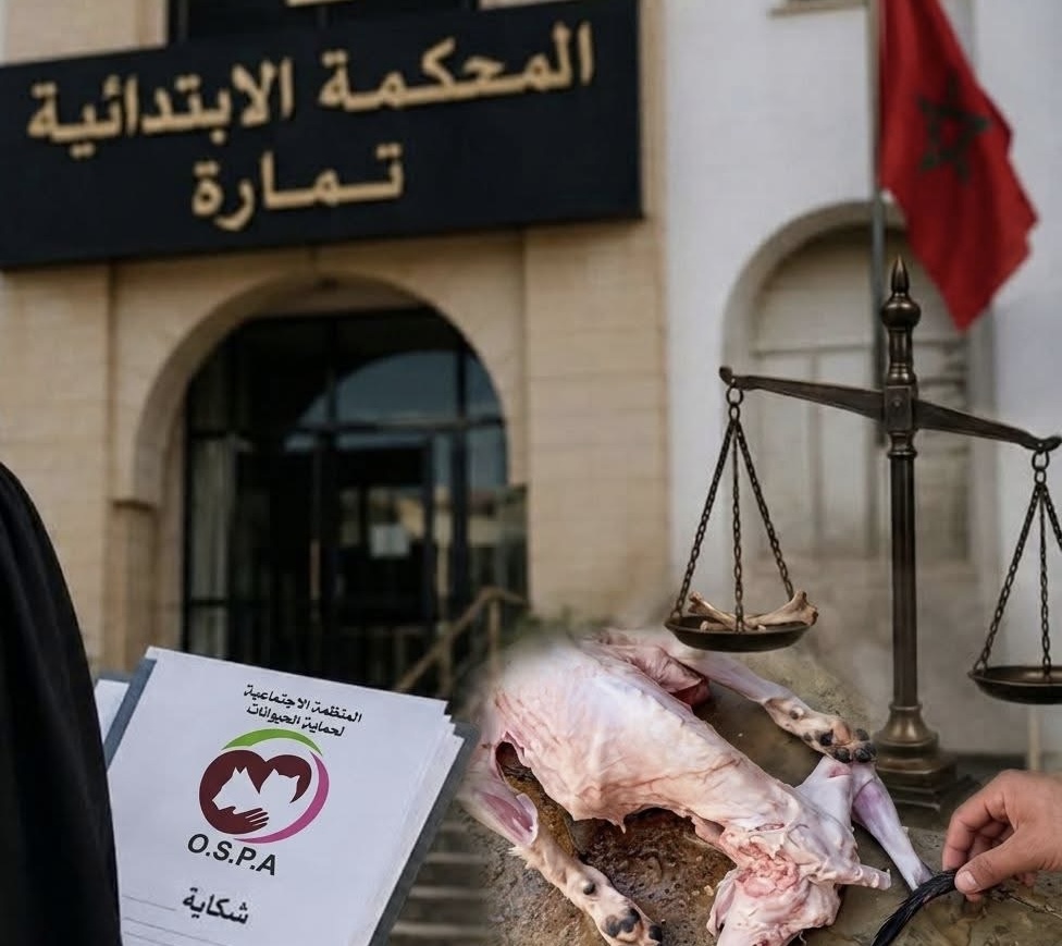 عْيد بكلب.. منظمة لحماية الحيوانات تودع شكاية ضد “بن نسنس” بمحكمة تمارة