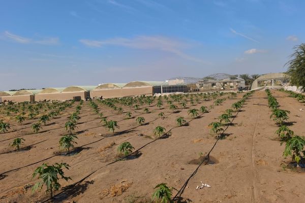 طرح 23 فرصة استثمارية بجنوب الباطنة بمساحة إجمالية تتجاوز 180 فدانًا