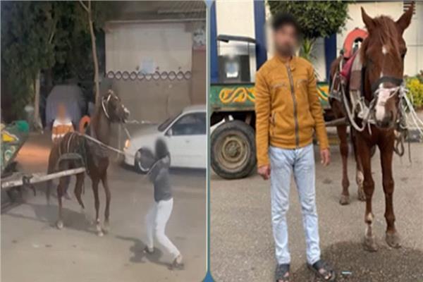 قسوة بلا رحمة.. الأمن يكشف ملابسات ضرب حصان بعنف في طوخ