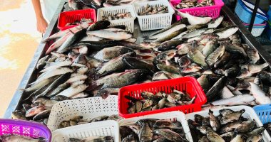 البلطي بكام؟...أسعار الأسماك بكفر الشيخ الأربعاء 13 مايو 2026