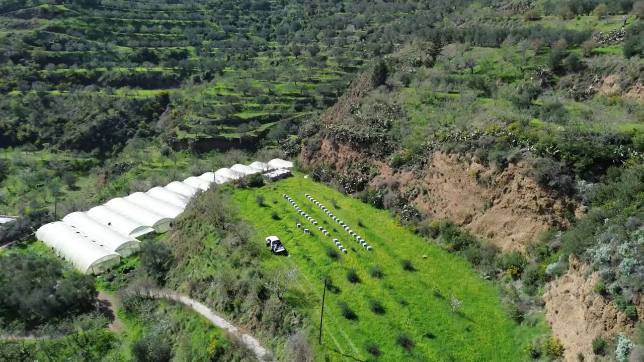 مربو النحل في اللاذقية يستبشرون بموسم واعد مع تحسن المراعي الطبيعية