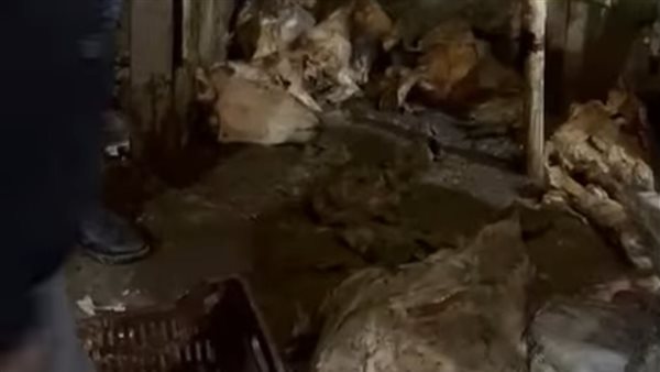 ضبط 20 طنا من "سقط البهائم" مجهول المصدر في حملة رقابية بالجيزة