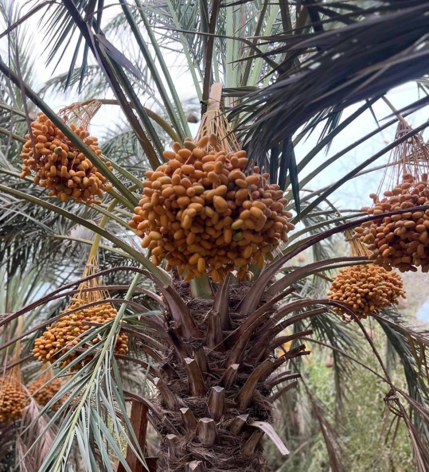 "العاصف" يعيد الحياة إلى القصار.. والرطب ينعش ذاكرة فرسان