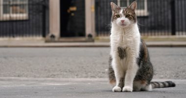 خدم فى عهد 6 رؤساء وزراء بريطانيين.. القط لاري يحتفل بعيد ميلاده الـ15