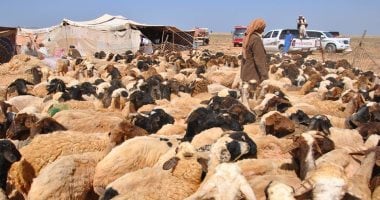 بدء موسم جز صوف أغنام البرقى بمطروح.. الأهالى يحيون تراث وطقوس الجلامة.. كبار المربين ينحرون الذبائح ويعدون الولائم للضيوف والمشاركين.. ويتفننون في إنشاد أغانٍ تراثية تناسب مراحل جز الصوف