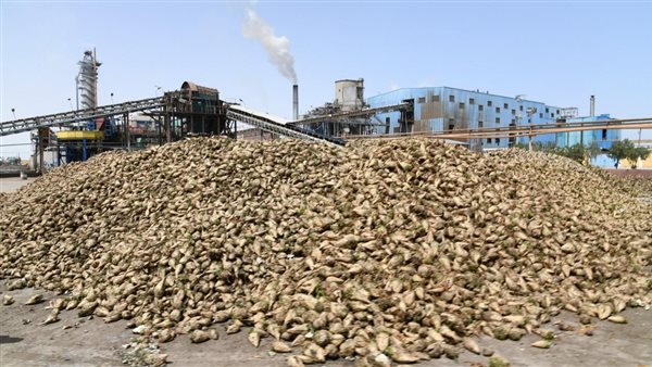 مصانع سكر أبو قرقاص تعلن موعد بدء موسم توريد بنجر السكر