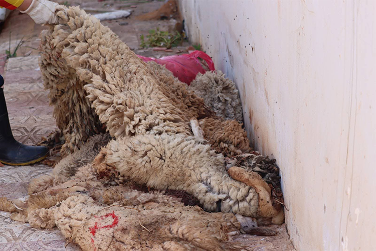 جلود الأضاحي... من شعيرة دينية إلى ثروة صناعية