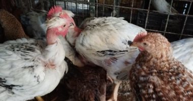 أسعار الفراخ البيضاء اليوم الأحد 22