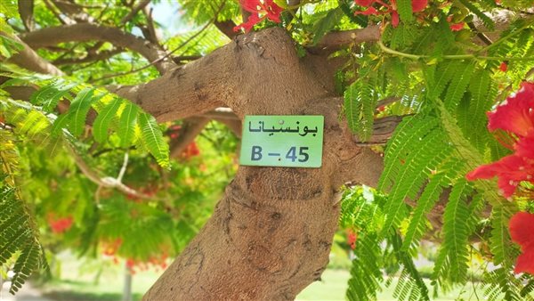 الإسماعيلية تكود أشجار الزينة التابعة لمبادرة مليون شجرة (صور)