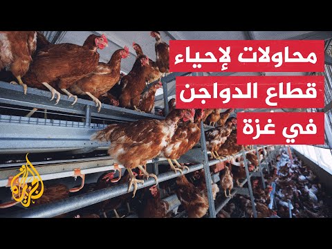 Poultry Farming in Gaza: Individual Efforts to Revive a War-Torn Sector