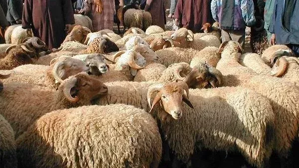 هل يجوز توزيع لحوم الأضاحي بعد العيد وأيام التشريق؟ الإفتاء تجيب