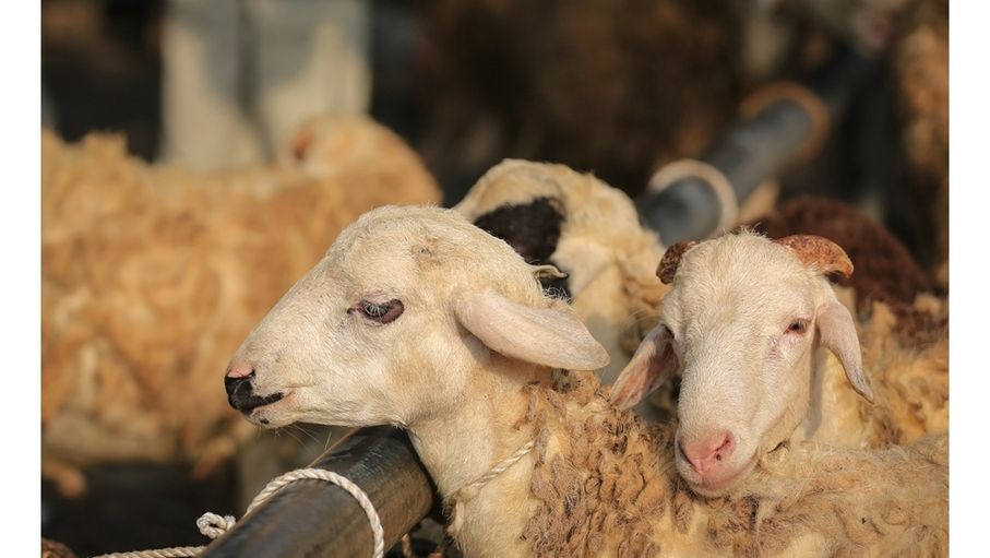 الكواليت: انخفاض واضح في سعر "الخروف الروماني الكبير"