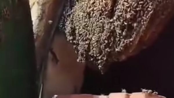 7 طبقات عسل ورائحة طيبة.. العثور على خلية نحل كبيرة داخل مقبرة بالمنوفية