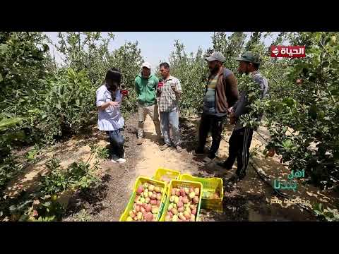 أهل بلدنا -يوم في حياة المزارع تعب وكفاح من الفجر حتى الغروب