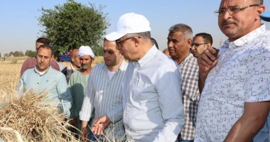 محافظ المنيا: 232 ألف فدان قمح ونمو ملحوظ يتجاوز المستهدف