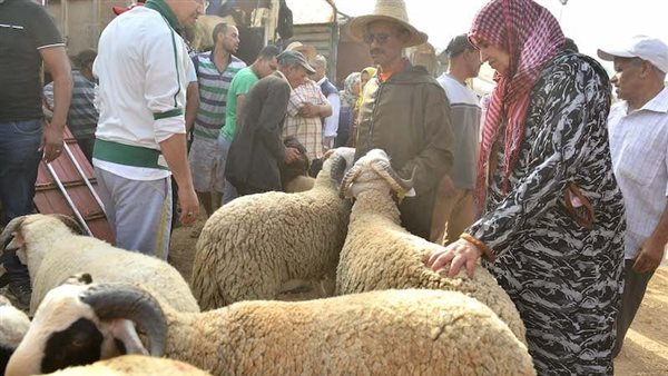 عيد الأضحى 2026.. أسعار الأضاحي في منافذ الزراعة بتخفيضات تصل إلى 25%