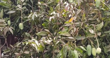 بدء موسم جنى ثمار المانجو الأسوانى