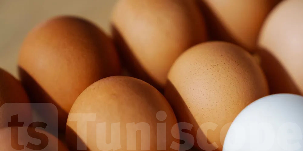 البيض البني ولا الأبيض؟ الحقيقة الكاملة اللي تفاجئ برشا ناس