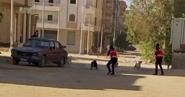 بيطري قنا ينجح فى تحصين وتعقيم 96 كلبا ضالا بعدد من مراكز المحافظة