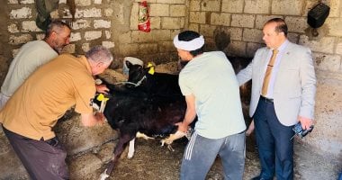 تحصين 250 ألف رأس ماشية ضد الحمى القلاعية وحمى الوادي المتصدع بالدقهلية