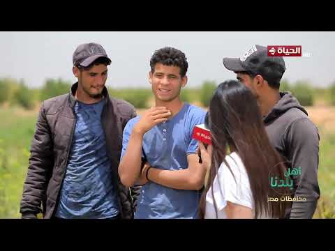 أهل بلدنا - وراء كل ثمرة شمام يوم شاق يعيشه المزارعون في موسم الحصاد