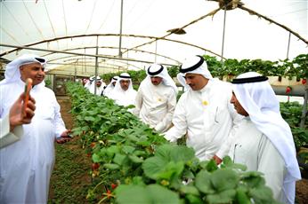محافظ الأحمدي يتفقد منطقة الوفرة الزراعية: تضافر الجهود لمعالجة التحديات وتحقيق تنمية مستدامة