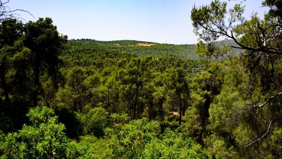 محمية غابات دبين تطلق مشروعات إنتاجية جديدة لتعزيز السياحة البيئية