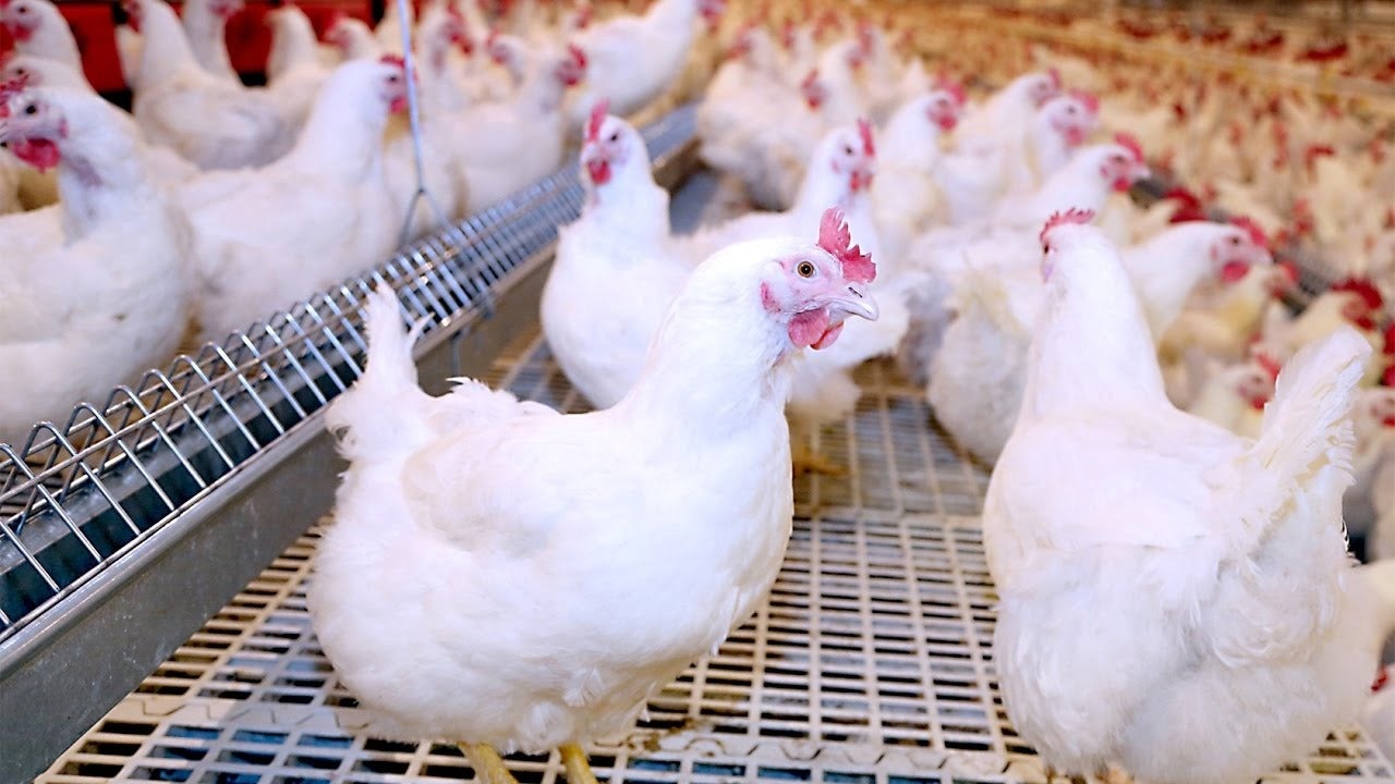 عروض وأسعار لا تصدق.. حملات رقابية على محلات بيع الدواجن المخفضة