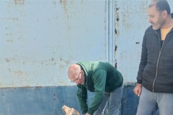 تطعيم وتعقيم الكلاب الضالة بحي شرق الإسكندرية استجابة لشكاوى المواطنين