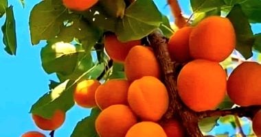 أحلى من العسل وتؤكل ببذرها ويتم بيعها قبل جمعها من على الشجر.. بشاير موسم مشمش الداخلة البلدى أشهر فاكهة فى الوادى الجديد وأسرعها نفاذا لزيادة الطلب عليها.. والفرافرة تحتل المرتبة الثانية فى جودة المن