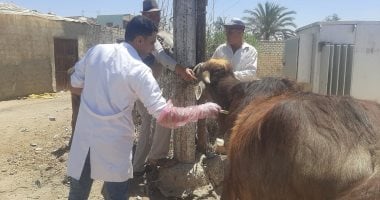 قافلة بيطرية مجانية بقرية جزيرة الحجر فى المنوفية غدا