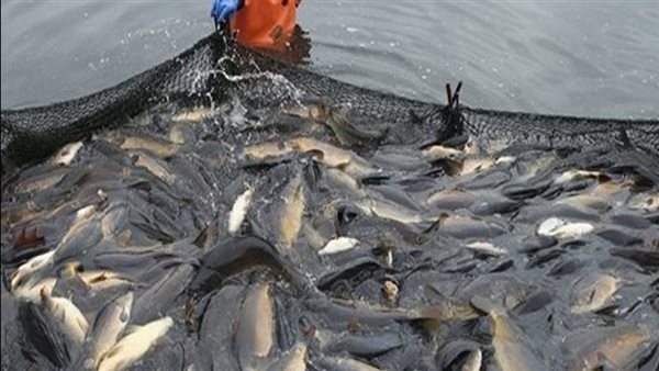 بإنتاج 21 طنا من 5 أفدنة.. "جهاز البحيرات" يواصل حصاد مزرعة المنزلة بنجاح