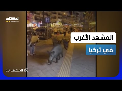 نزهة عائلية غريبة.. خنازير برية تتجول في شوارع تركيا وتتصدر التريند