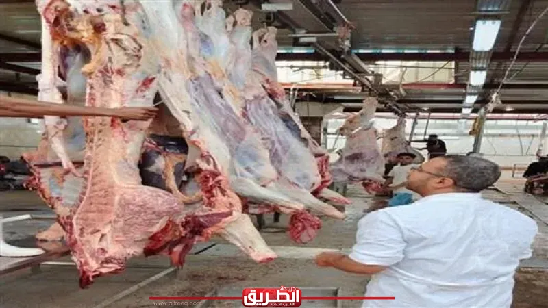 حصاد العيد.. حنان قرني: 35 ألف أضحية بالمجازر الحكومية