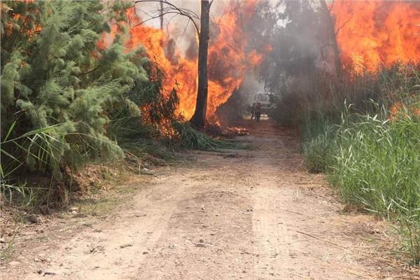 الحماية المدنية تسيطر على حريق أشجار خلف مبنى محافظة الجيزة بالهرم