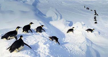 إنفلونزا الطيور تهدد الحياة البرية فى القطب الجنوبى