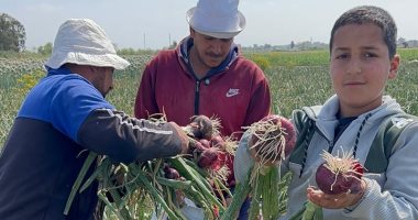 انطلاق موسم حصاد البصل فى الدقهلية.. والكيلو يبدأ بـ5 جنيهات