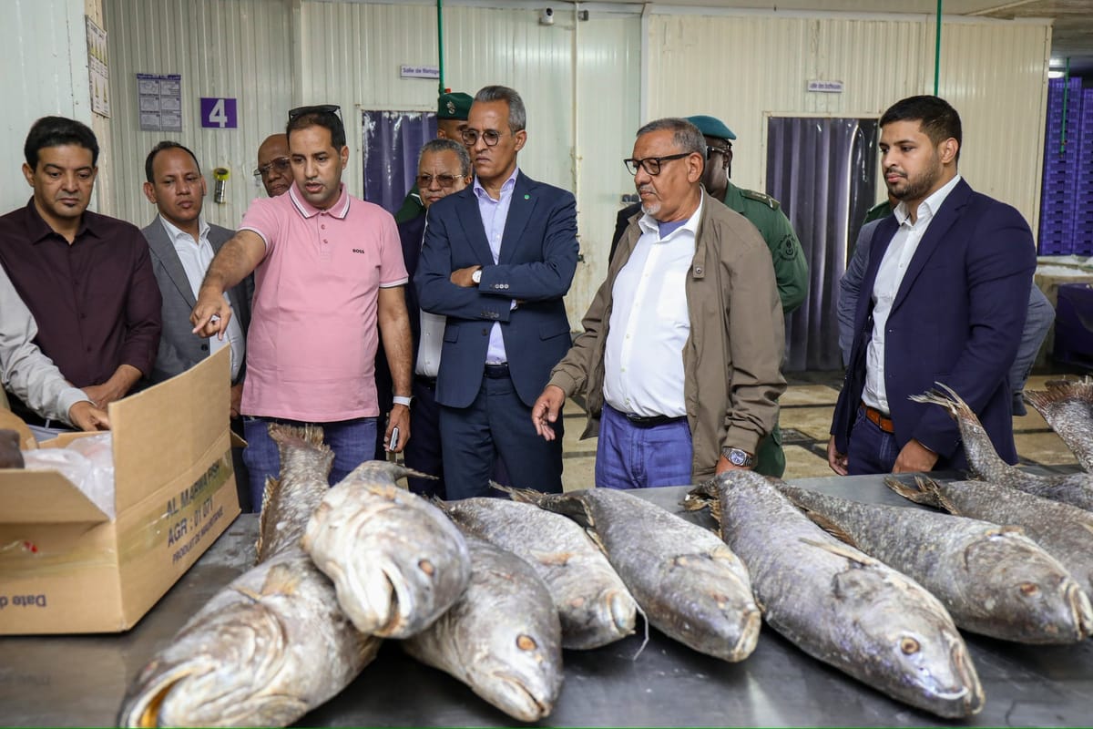إطلاق عملية توزيع 13 طنا من الأسماك بنواكشوط الجنوبية
