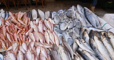 انخفاض أسعار السردين والشراغيش والمرمار.. أسعار السمك بالإسكندرية اليوم